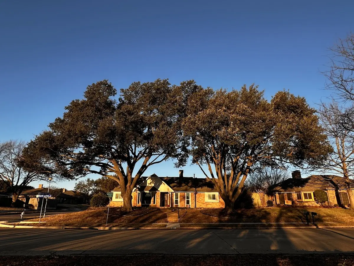 Established residential canopy tree shading a home in Carthage
